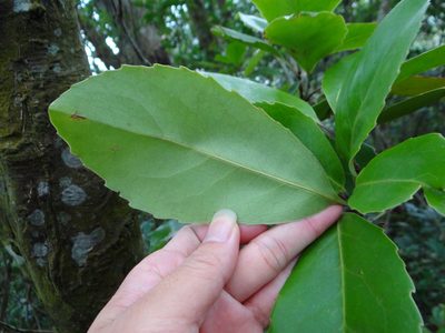 Helicia rengetiensis, photographed by 呂一起(Lyu yi-chi)