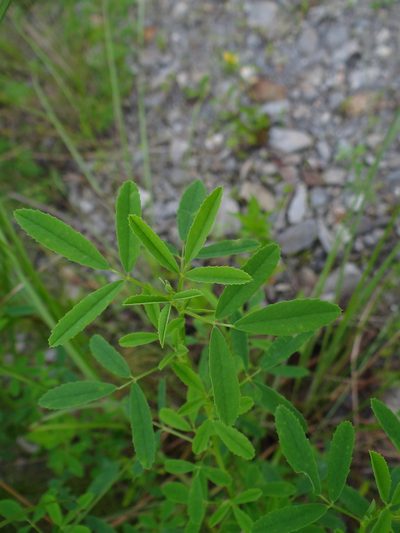 Melilotus suaveolens, photographed by 呂一起(Lyu yi-chi)
