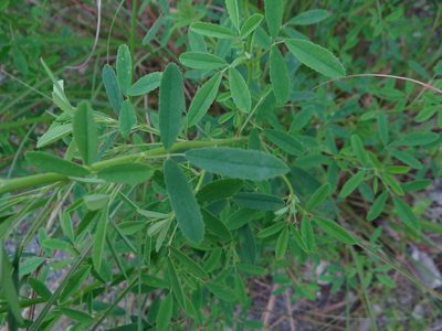 Melilotus suaveolens, photographed by 呂一起(Lyu yi-chi)