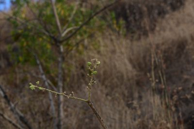 Boswellia serrata, photographed by S.MORE