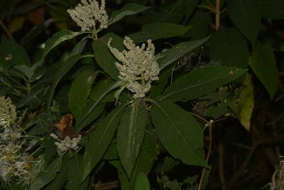 Colebrookea oppositifolia, photographed by S.MORE