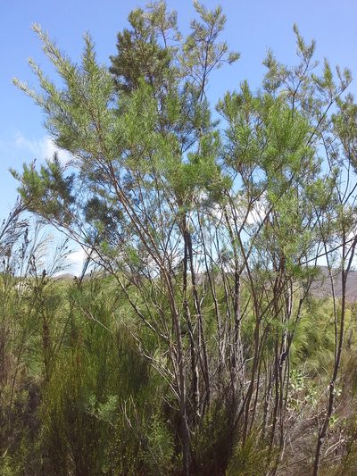 Psoralea elegans, photographed by Charles Stirton