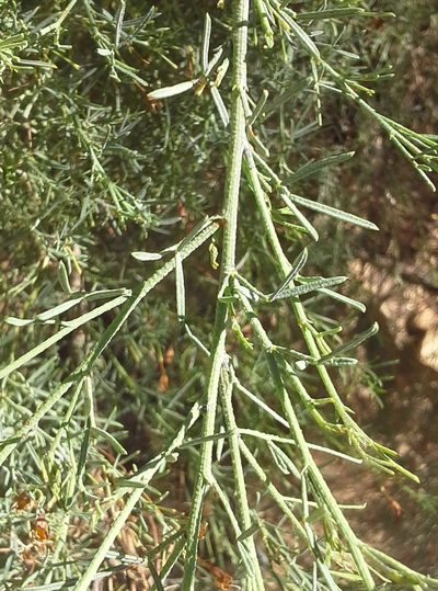 Psoralea forbesiae, photographed by Charles Stirton
