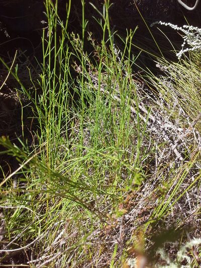 Psoralea ensifolia, photographed by Charles Stirton