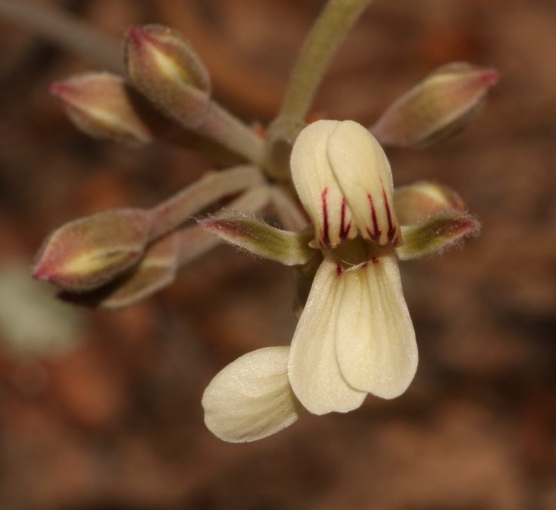Pelargonium luteolum, photographed by Brian du Preez