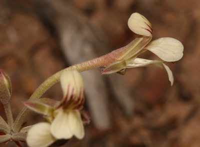 Pelargonium luteolum, photographed by Brian du Preez
