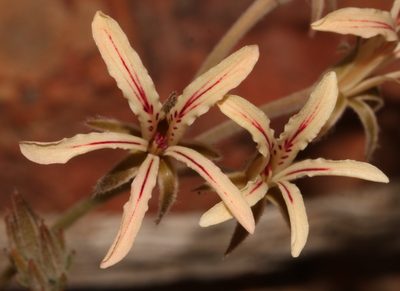 Pelargonium longifolium, photographed by Brian du Preez