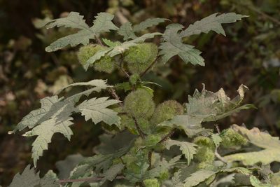 Girardinia diversifolia, photographed by S.MORE
