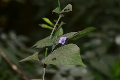 Asystasia dalzelliana, photographed by S.MORE