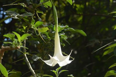 Brugmansia arborea, photographed by S.MORE