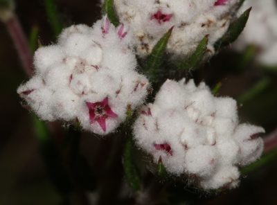 Phylica nervosa, photographed by Brian du Preez