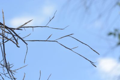 Dendrobium herbaceum, photographed by S.MORE
