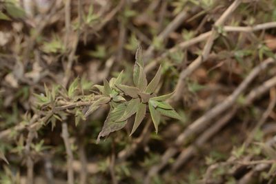 Strobilanthes scrobiculata, photographed by S.MORE