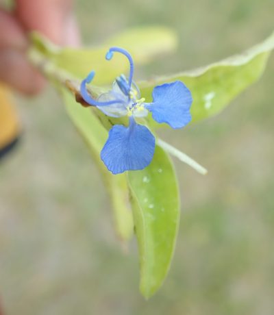 Commelina forskaolii, photographed by Wilderness Safaris Botswana - Conservation Team