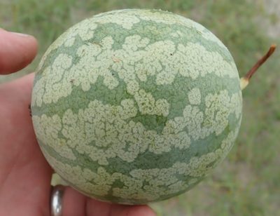 Citrullus amarus, photographed by Wilderness Safaris Botswana - Conservation Team