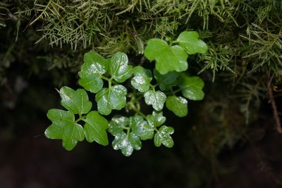 Cardamine angulata, photographed by Ryan McMinds