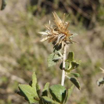 Brickellia desertorum, photographed by Sue Carnahan