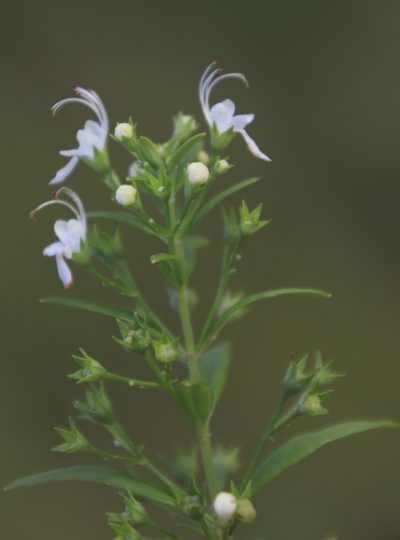 Teucrium kraussii, photographed by Tony Rebelo