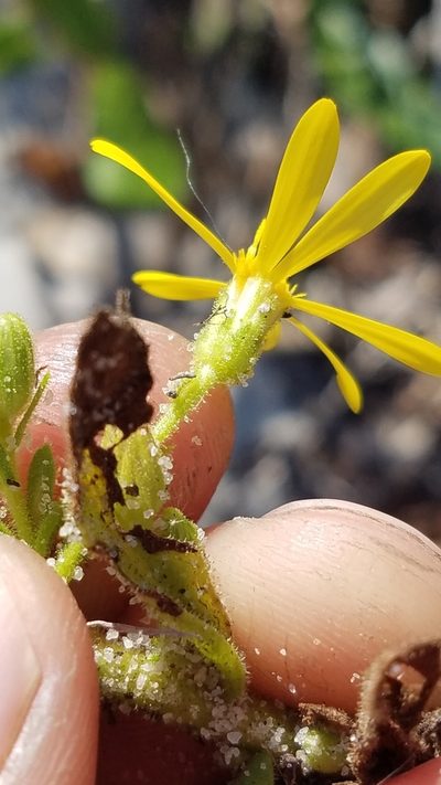 Chrysopsis delaneyi, photographed by Scott Ward