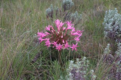 Brunsvigia radulosa, photographed by Tony Rebelo