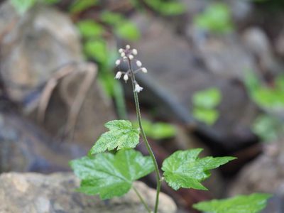 Tiarella polyphylla, photographed by Yoshimasa Uchiyama