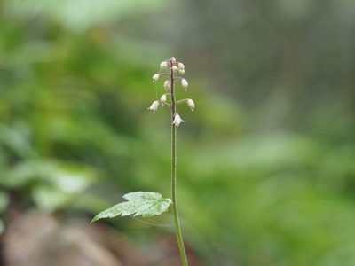 Tiarella polyphylla, photographed by Yoshimasa Uchiyama