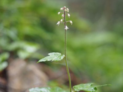 Tiarella polyphylla, photographed by Yoshimasa Uchiyama
