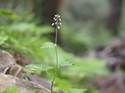 Tiarella polyphylla, photographed by Yoshimasa Uchiyama