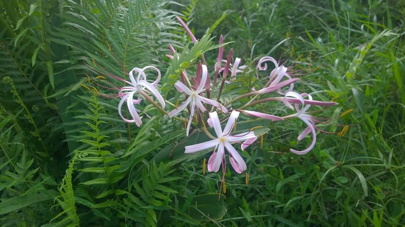 Crinum mauritianum, photographed by Jani Järvi