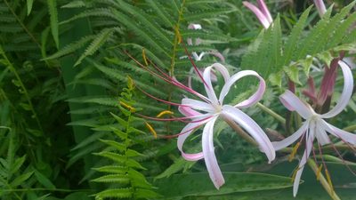 Crinum mauritianum, photographed by Jani Järvi