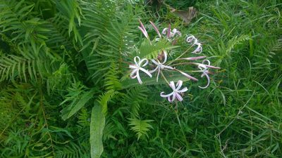 Crinum mauritianum, photographed by Jani Järvi