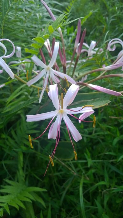 Crinum mauritianum, photographed by Jani Järvi