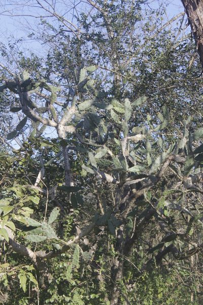Opuntia dejecta, photographed by Juan Cruzado Cortés
