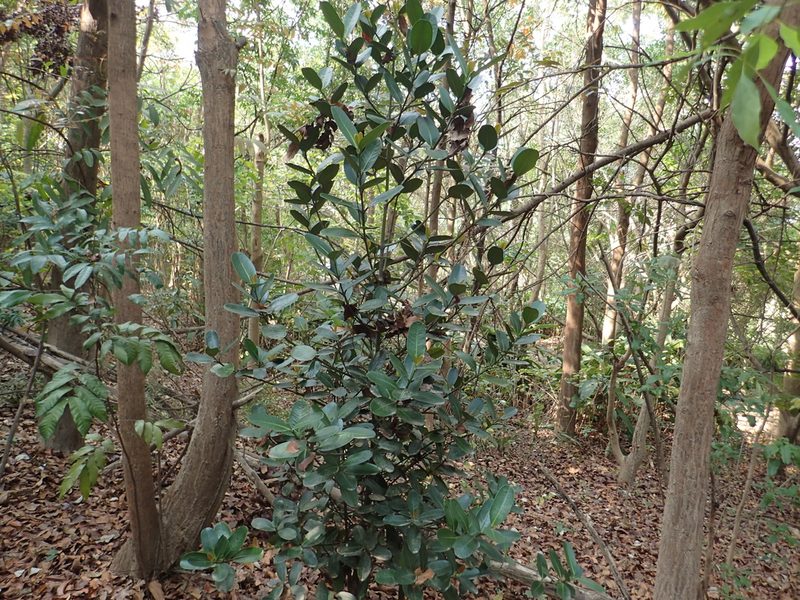 Garcinia subelliptica, photographed by 葉子