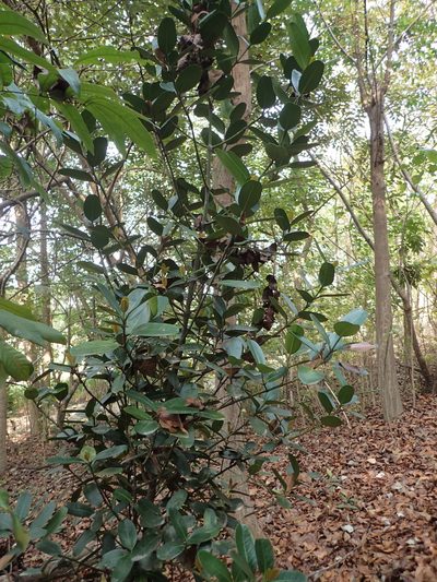 Garcinia subelliptica, photographed by 葉子