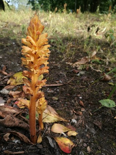 Orobanche lucorum, photographed by Jani Järvi