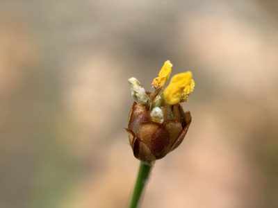 Xyris brevifolia, photographed by mark-groeneveld
