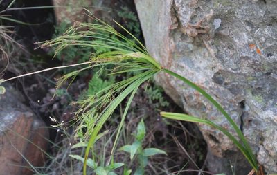 Cyperus leptocladus, photographed by Tony Rebelo