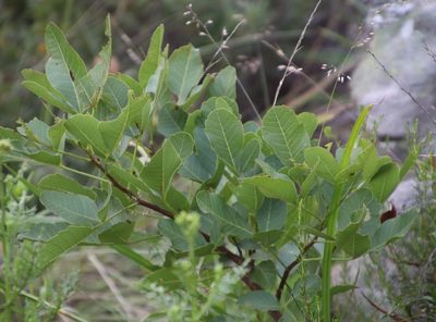 Searsia tumulicola, photographed by Tony Rebelo