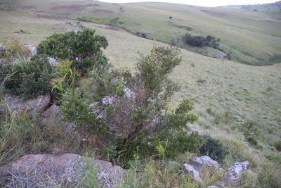 Cephalanthus natalensis, photographed by Tony Rebelo