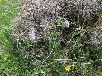 Pulsatilla albana, photographed by Grzegorz Grzejszczak