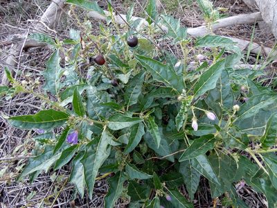 Solanum cinereum, photographed by Kai Squires