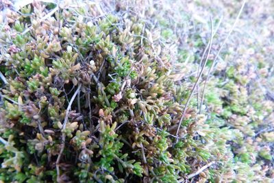 Crassula sinclairii, photographed by Colin Meurk