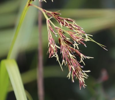 Scleria transvaalensis, photographed by Tony Rebelo