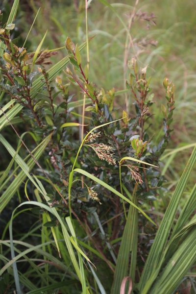 Scleria transvaalensis, photographed by Tony Rebelo
