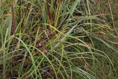 Scleria transvaalensis, photographed by Tony Rebelo