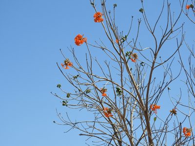 Cordia dodecandra, photographed by Juan Cruzado Cortés