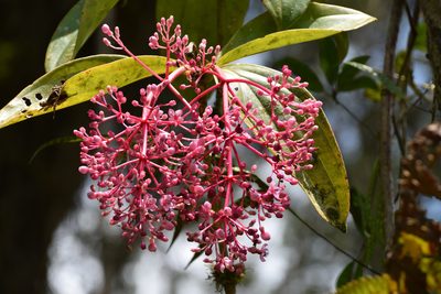 Medinilla speciosa, photographed by William Stephens