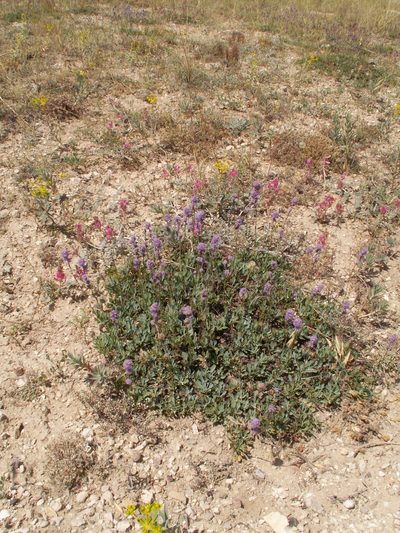Globularia orientalis, photographed by aroche