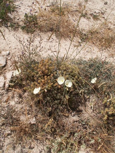 Convolvulus holosericeus, photographed by aroche